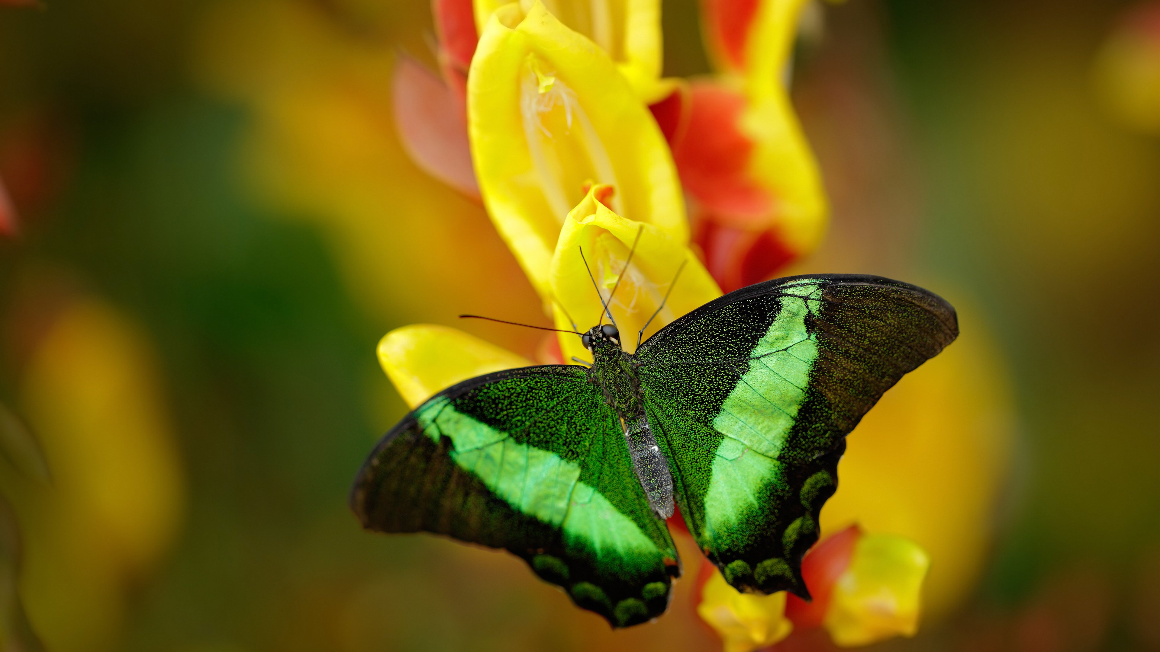 kaiyun官方入口登录-弗拉门戈年轻小将贡献助攻，弗拉门戈球迷