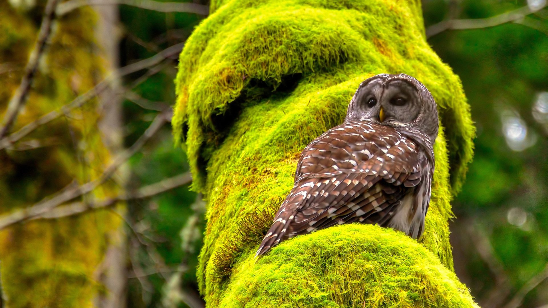 Kaiyun官方登录入口-凯恩·瑞安：高效的反击能力让全黑队更具威慑力，凯恩vshhh