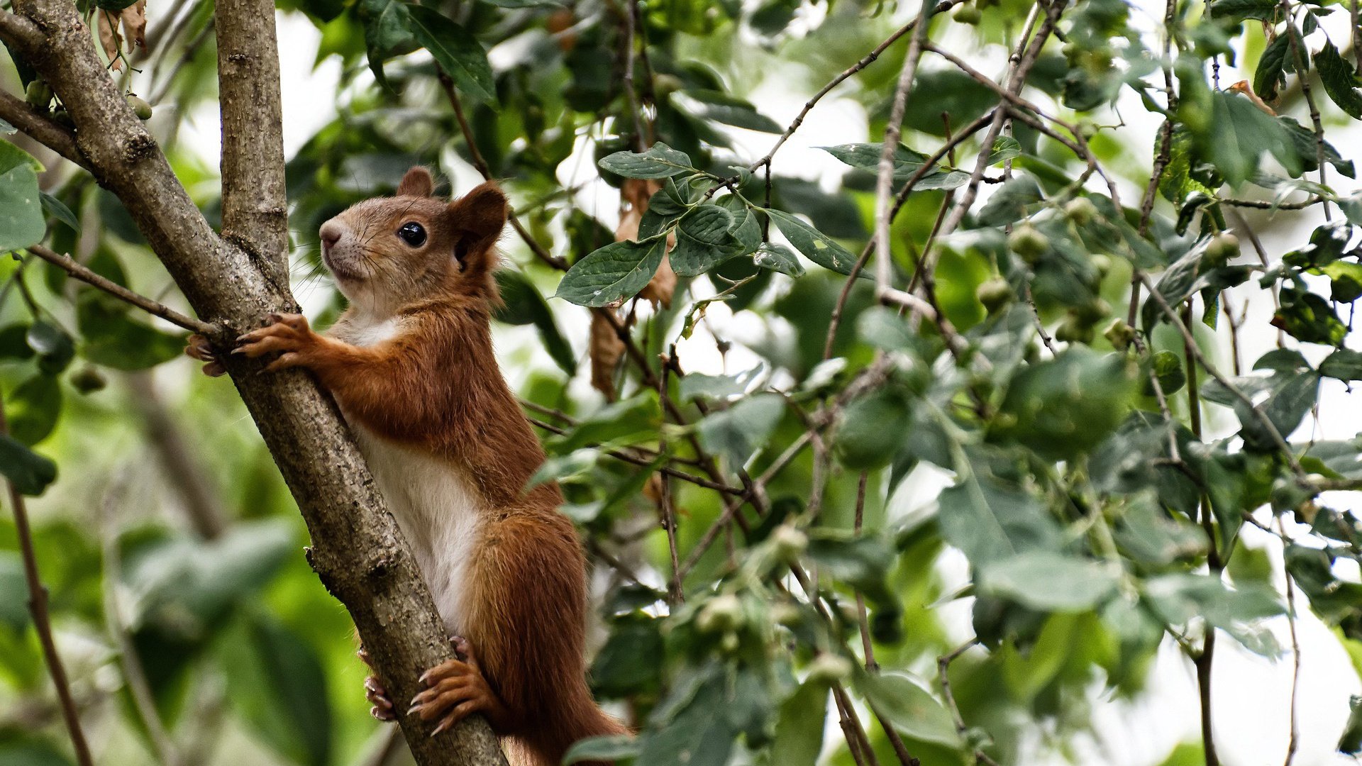 哈登赛后自曝曾带伤出战，哈登赛后自曝曾带伤出战的球员