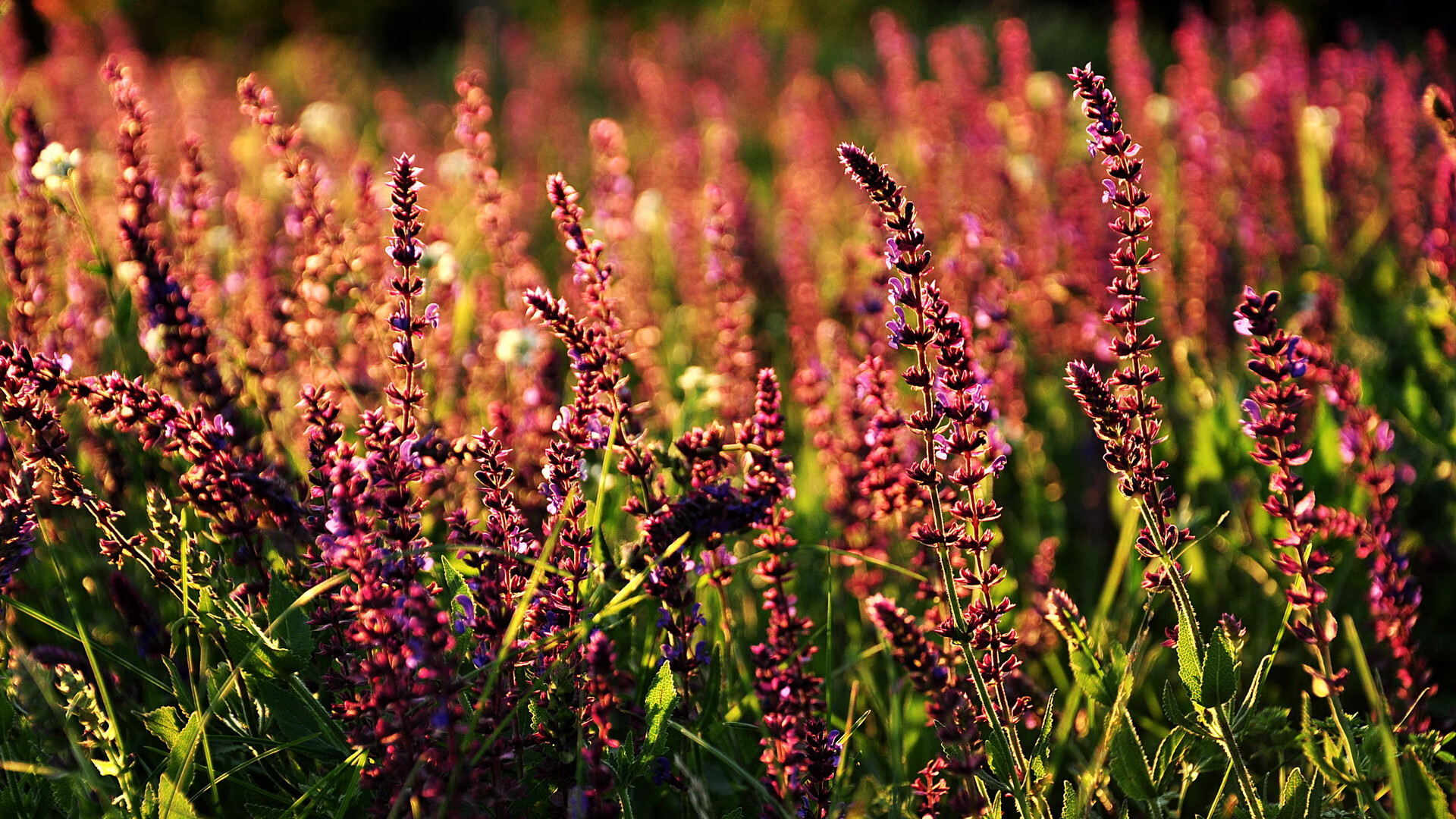 kaiyun中国官方网站-塞尔维亚女篮在欧洲锦标赛中表现出色，誓夺金牌刷新纪录，塞尔维亚女篮欧洲排名