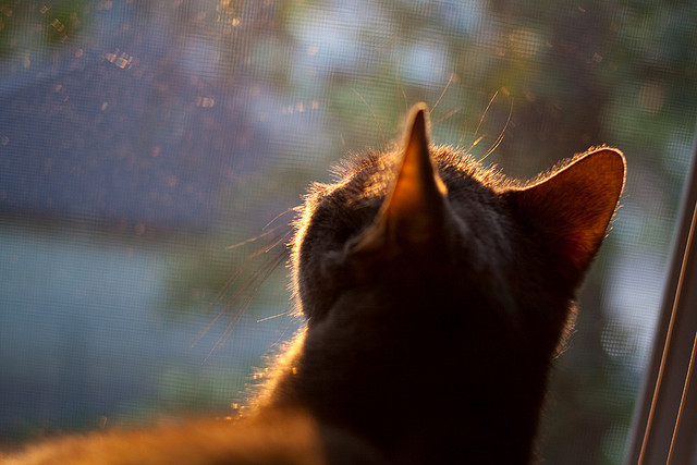 法甲未来之星：新秀崭露头角赢得未来，法甲潜力球员