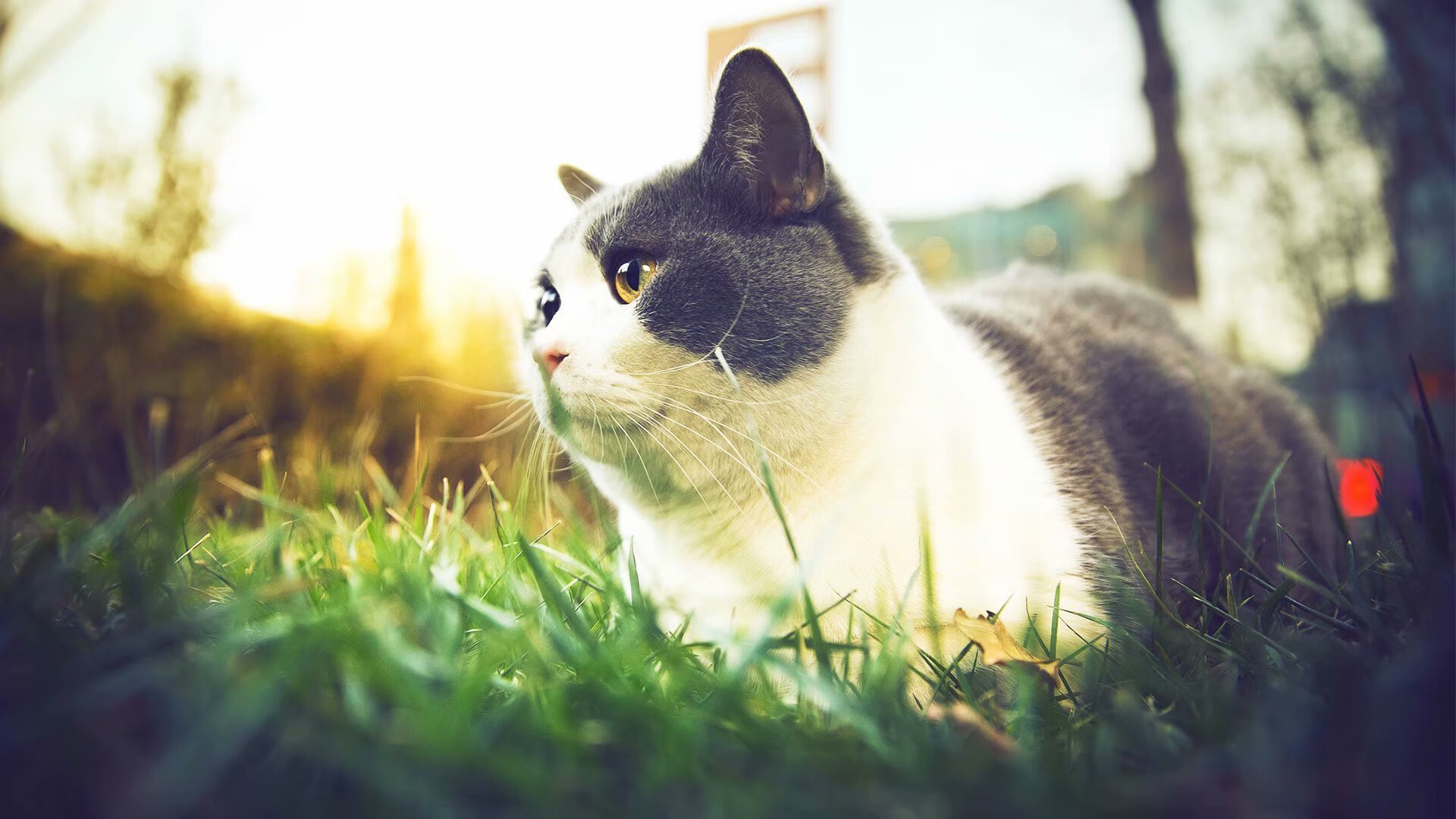 开云官网APP下载-法甲逆境反攻：坚韧不拔，创造奇迹瞬间，法甲 强队