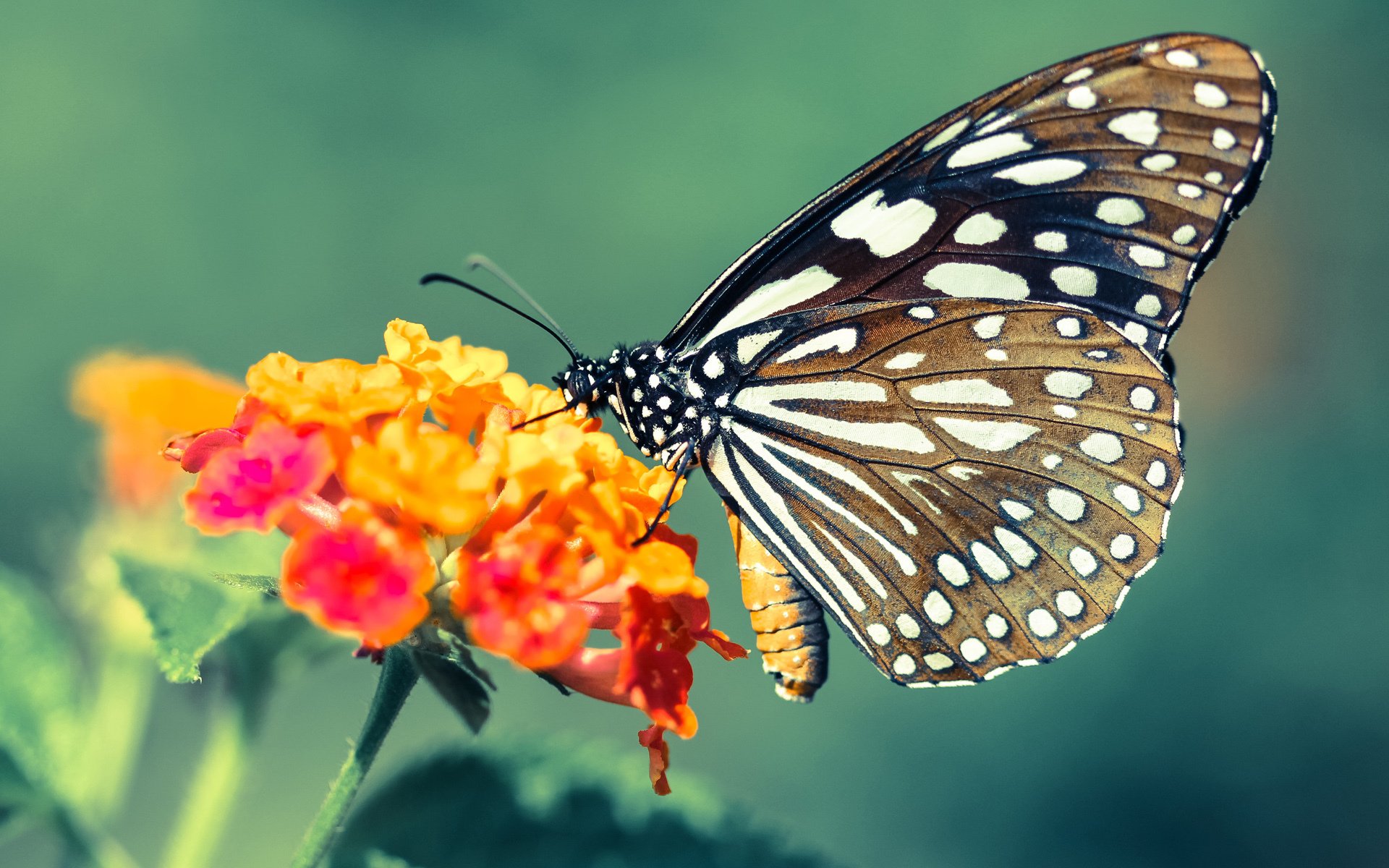 kaiyun官方入口登录-篮球教师资格认证课程开放提升基层教学质量与覆盖面，篮球教师资格证报考条件