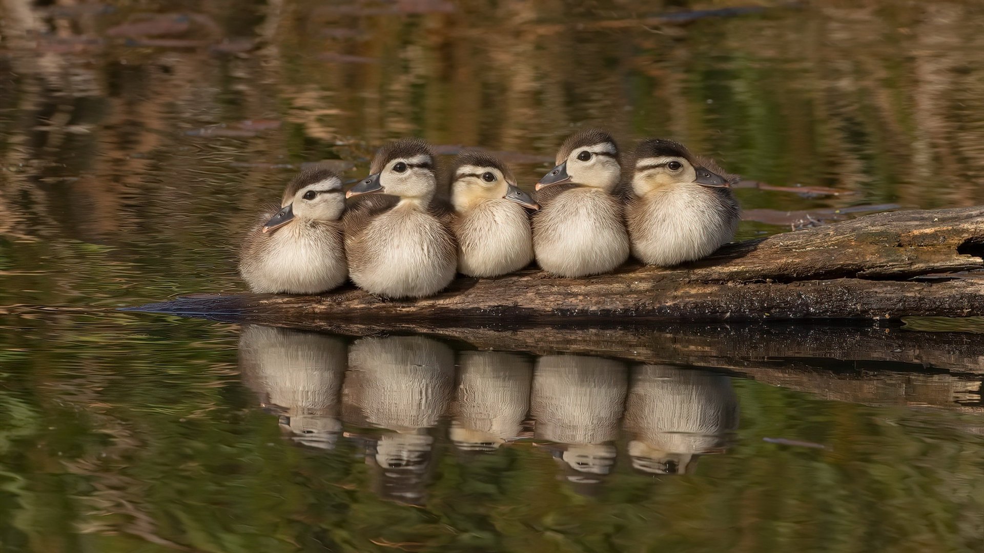 美洲杯燃情激战：团队合作与个人奇迹的融合，美洲 杯