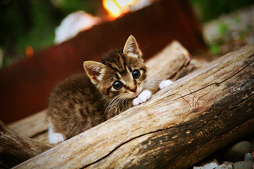 开云kaiyun-荷兰女将自由泳短程展现爆发力，荷兰游泳奥运冠军